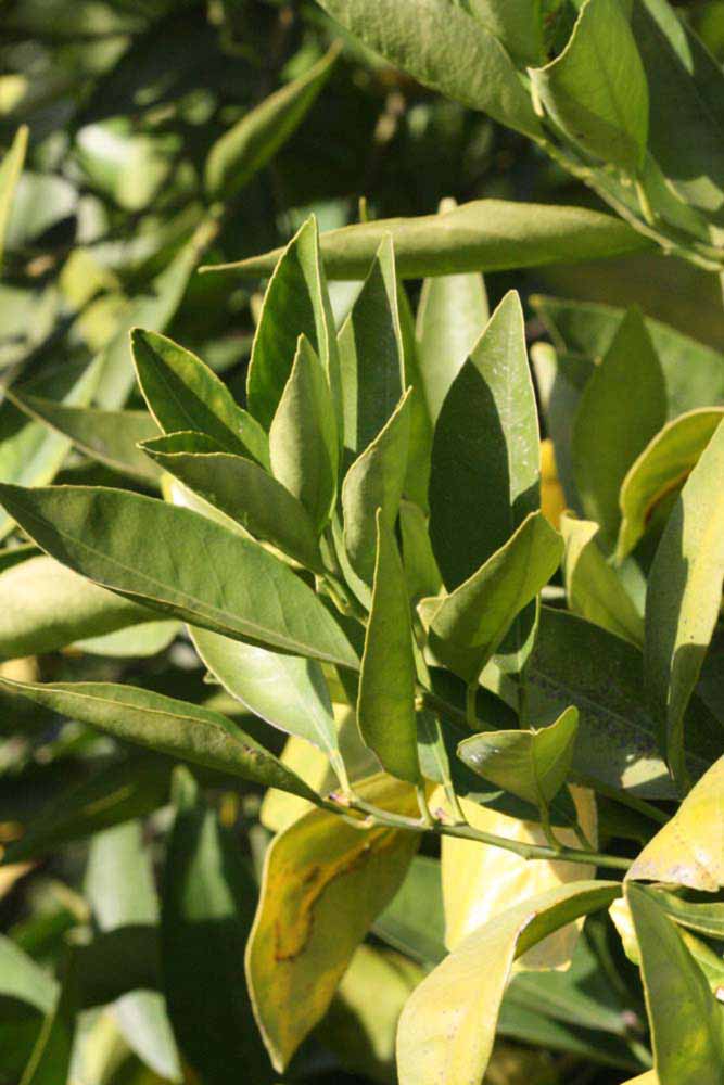            Sun leaves (Riverside, CA)   